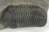 Detailed Morocops Trilobite - Ofaten, Morocco #310272-1